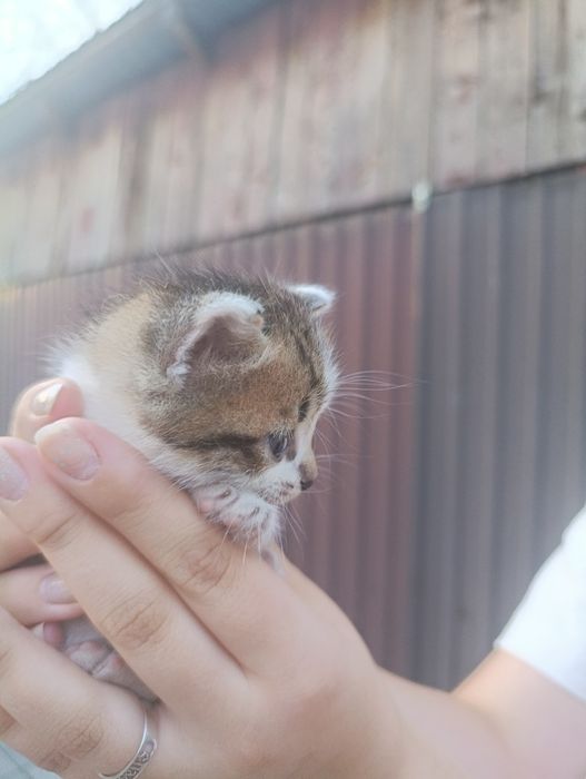Продам котят британцев