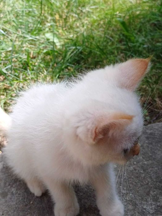 Котята 2,5 месяца