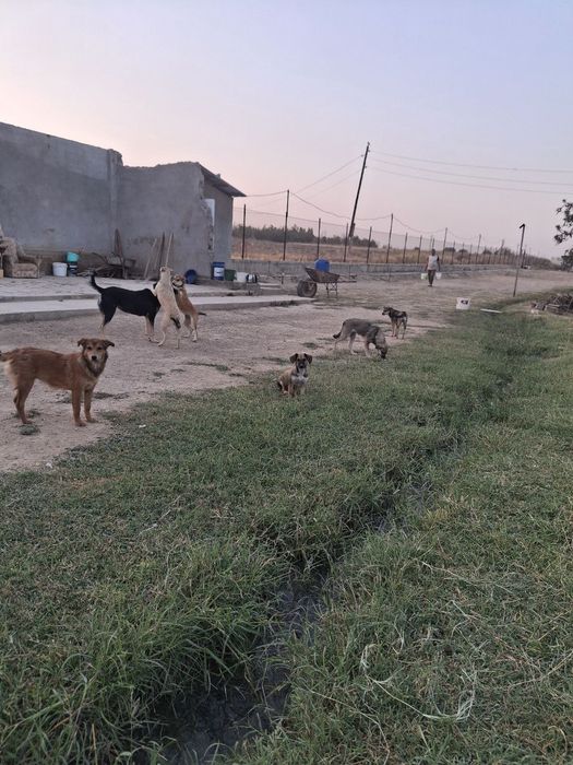 Отдам даром в хорошие руки