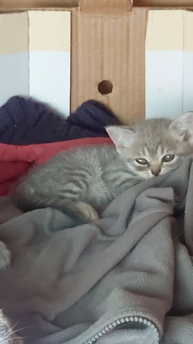 Шотландски клепоухи
