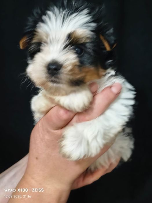 Очаровательный щенок бивера