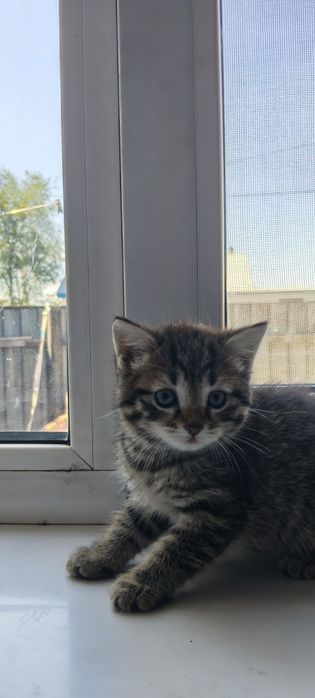 Отдам котят в хорошие руки