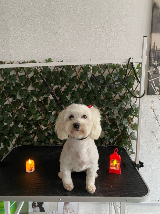 Frizerie canină-Lumea lui Avy