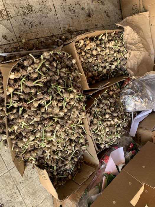 Луковица тюльпан