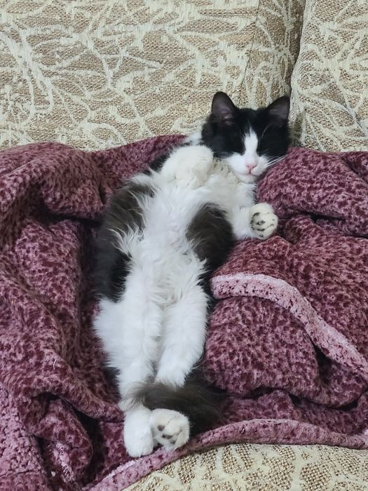 Котенок, в добрые руки, 4 месяца