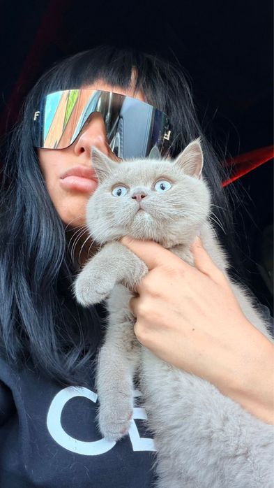 Британский котенок из элитного питомника