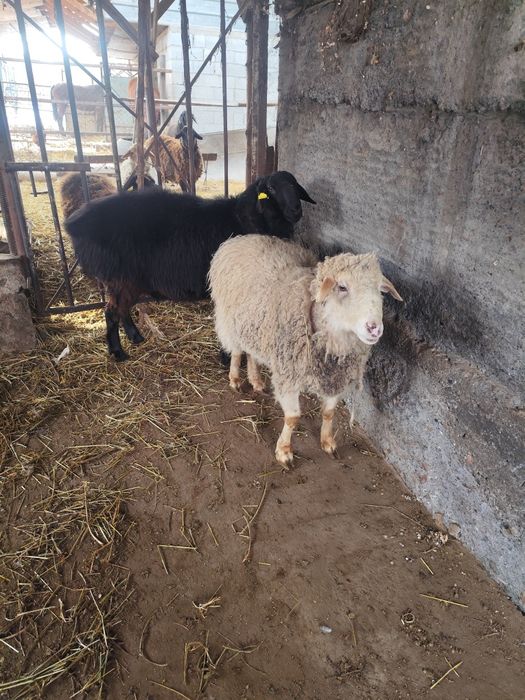 Продаются бараны на откорме