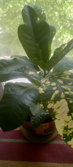 Продам комнатные цветы