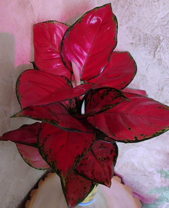 Аглаонемы разных сортов