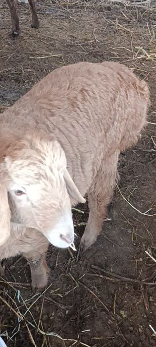 Матка арашан с ягненкам