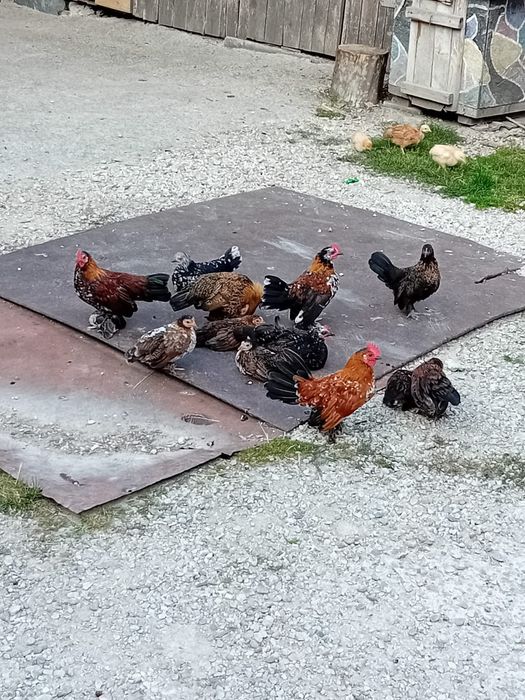 Pui de găină liliputi