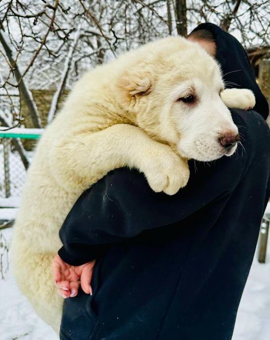 Шикарные кобели САО