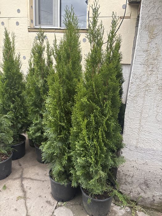 Туя Смарагд — Видео-выбор