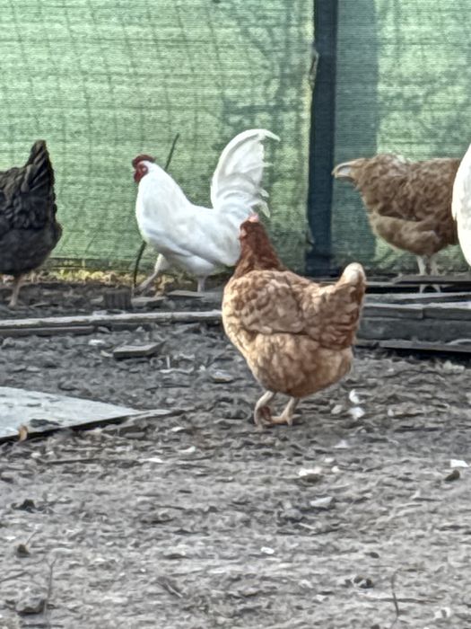 Cocosel de vinzare pitic