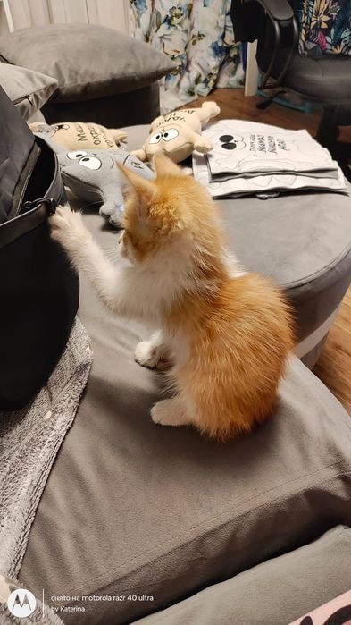 Котёнок рыжий мальчик