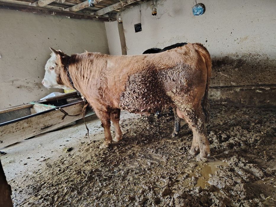 Buqa sotiladi sog'lom xo'ron uyni moli