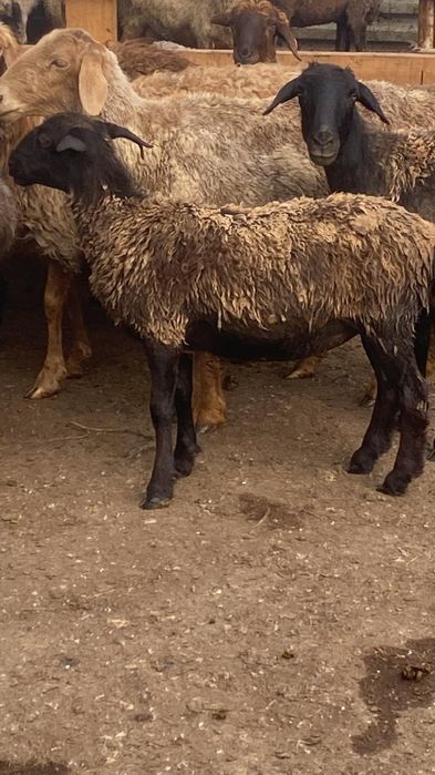 Продам баранов! Қойлар сатылады!