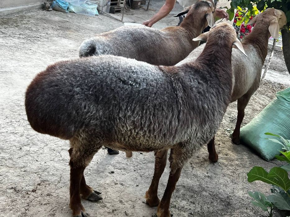 Акака ва бошка спросимларучун кучкорлар