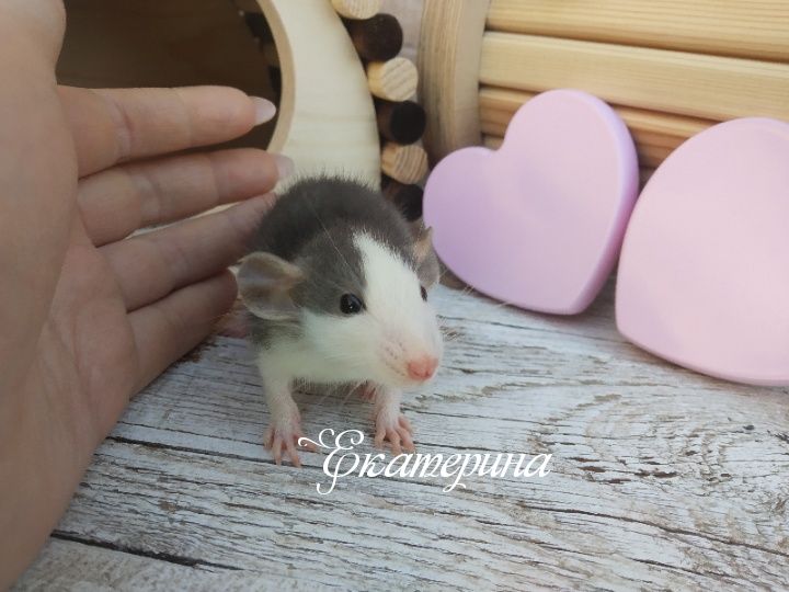 Крысы дамбо хаски, черные дамбо и капюшонки