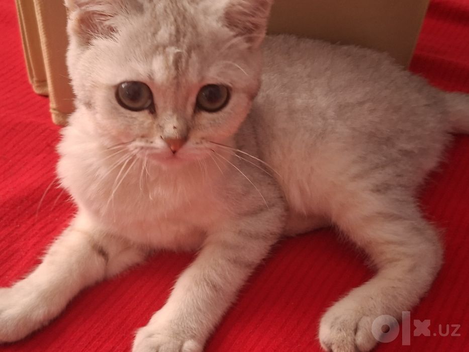 Шиншелла мушук  киз бола 5 ойлик