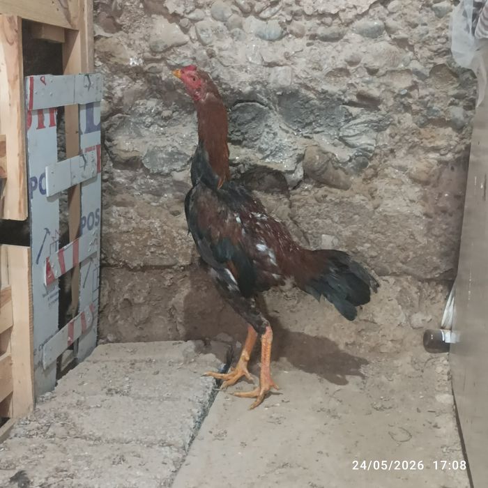 Joʻja horoz sotilad tovu par yahshi narsa arzon narxda!