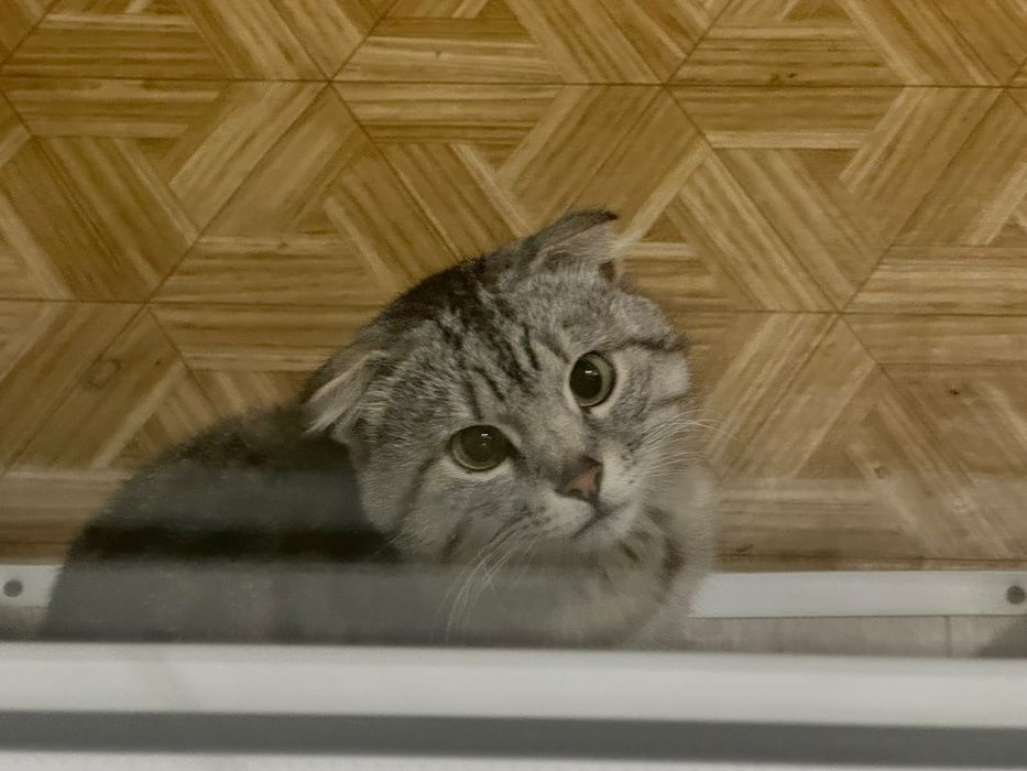 Помоги найти хозяина