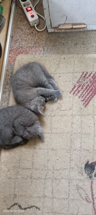 Отдам Котят в хорошие руки!