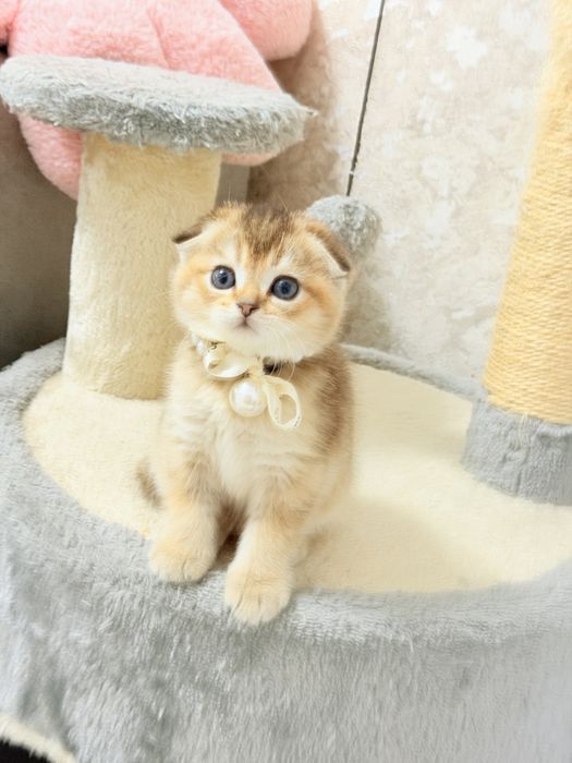 Котята чистокровные