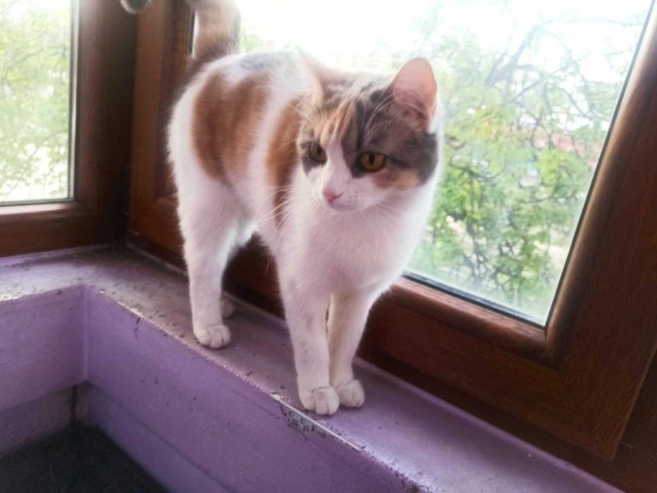 Подаряват се две котенца Джиджи и Джули