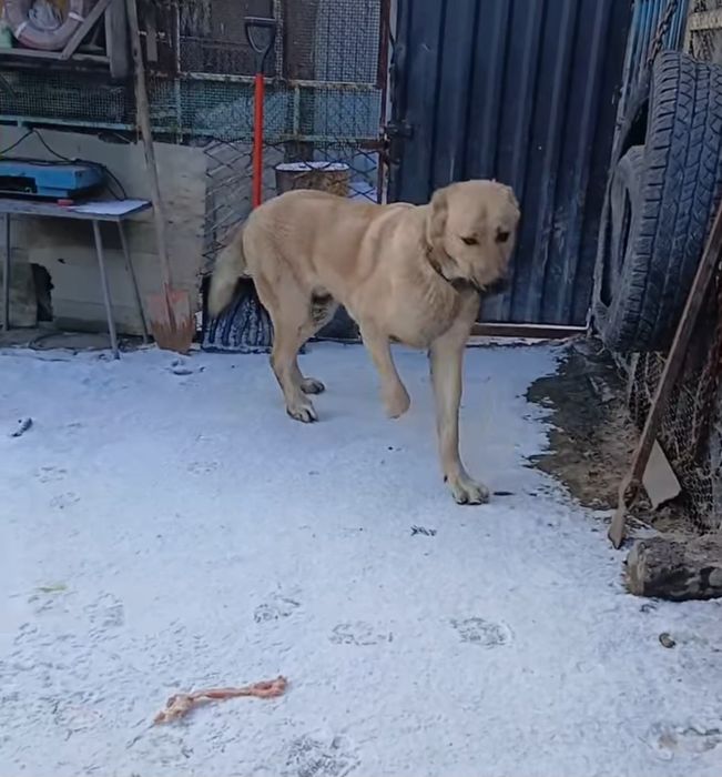 Продам     щенка