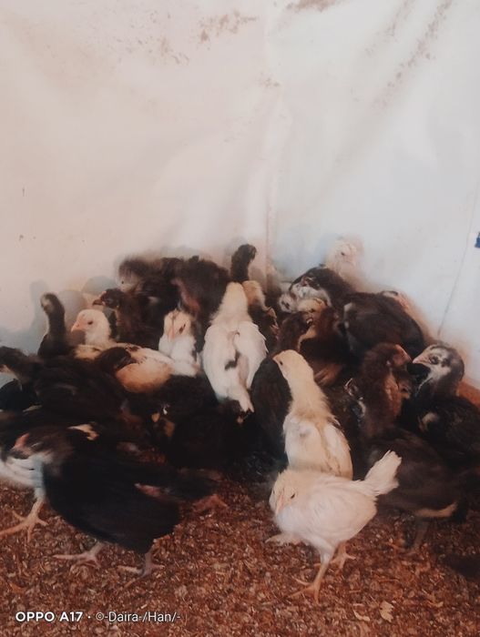 Продам цыплят срочно простые домашние