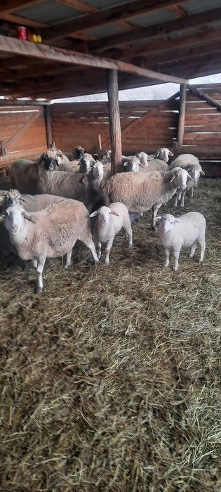 Vând 15 oii metiș de carne cu mieii