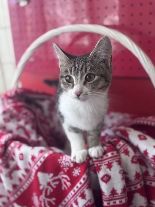 Отдам котёнка бесплатно