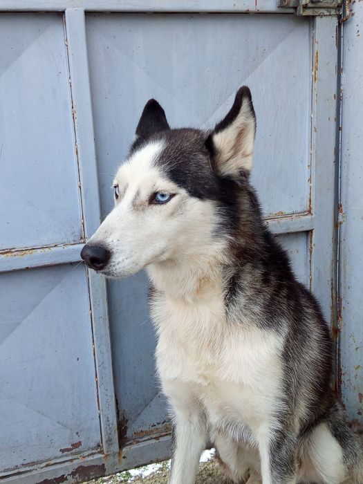Donez cățea husky siberian