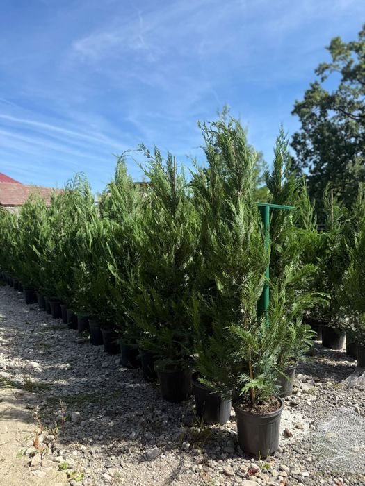 Plante ornamentale leylandii spirale maslin palmier orice specie