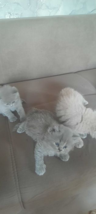 Британские котята 35000