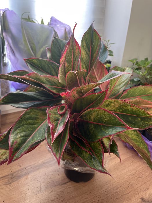 Комнатные растения