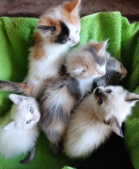 Отдам в добрые руки котят Мейн куна смесь