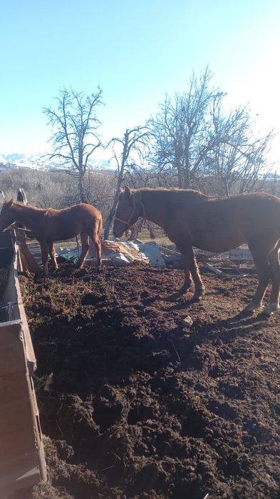 Продаются бараны