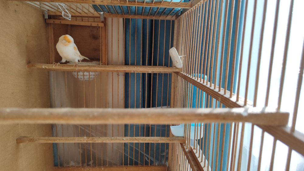 Кенар канарейки канарейка мазайка