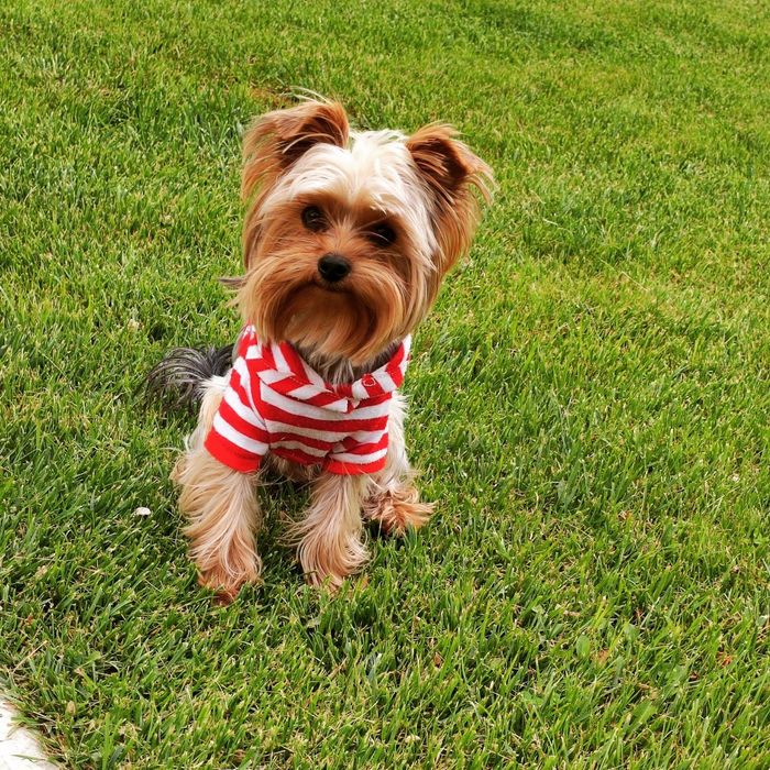 Лакки ищет невесту!