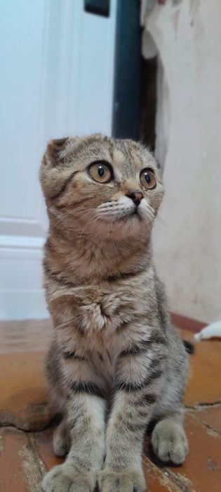 Шотландская кшка