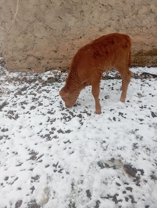 бузалар сатылады