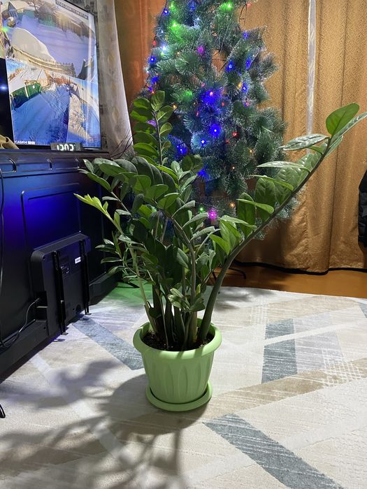 Цветы комнатные