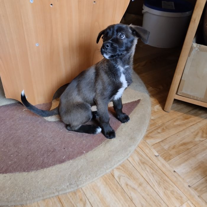 Отдам в добрые руки