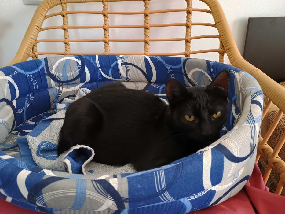 Dau pentru adoptie pisica neagra