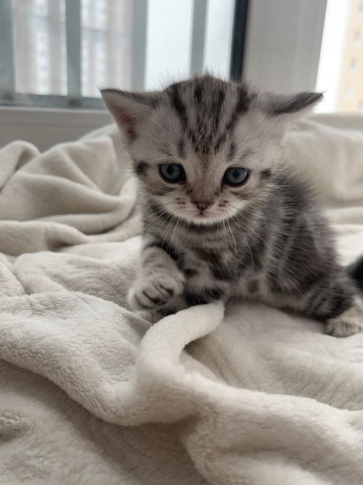 Продаем Милейшего котенка