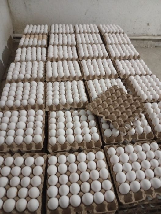 Тугадиган ёш товуклар сотилади