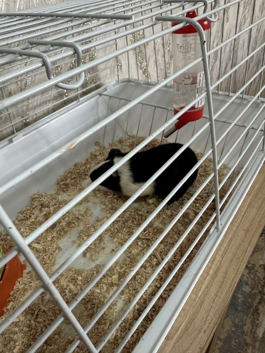 Продам морскую свинку