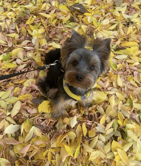 Вязка, кабель, йоркширский терьер